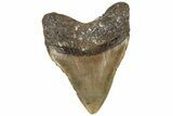 5.40" Fossil Megalodon Tooth - North Carolina - #199702-2